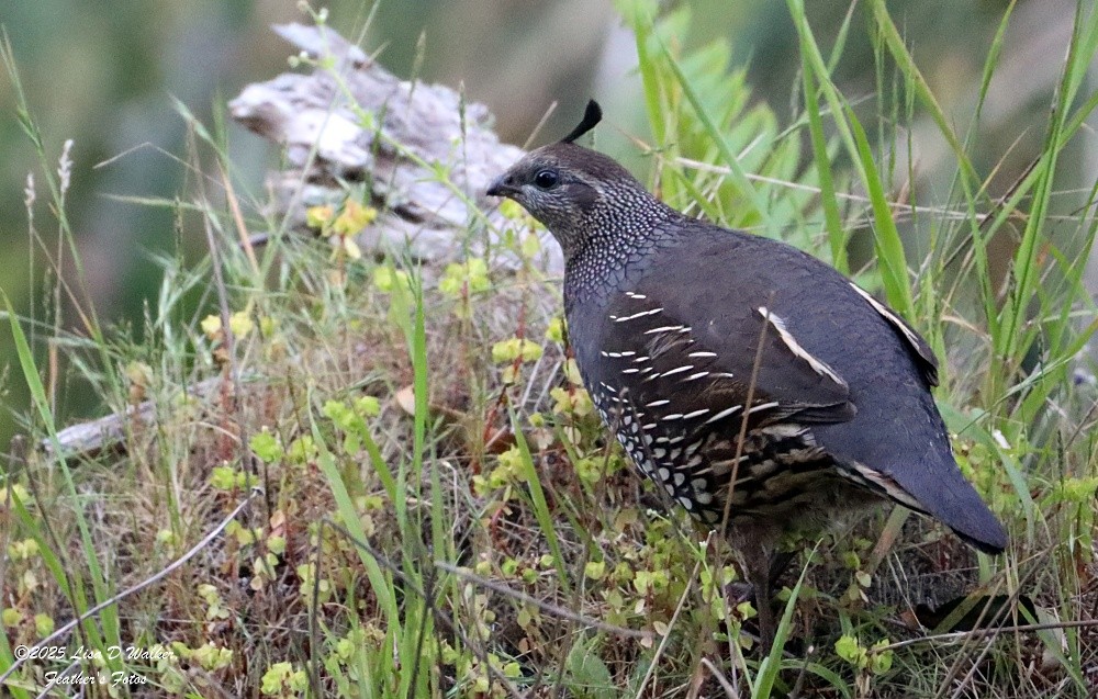 California Quail - ML636263597