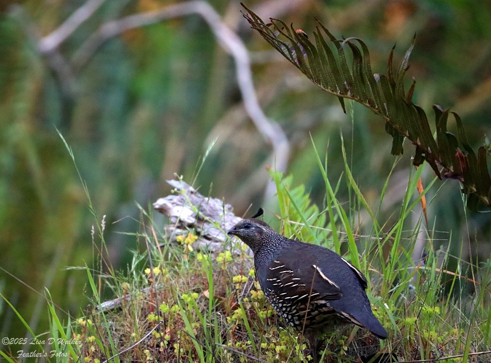 California Quail - ML636263598