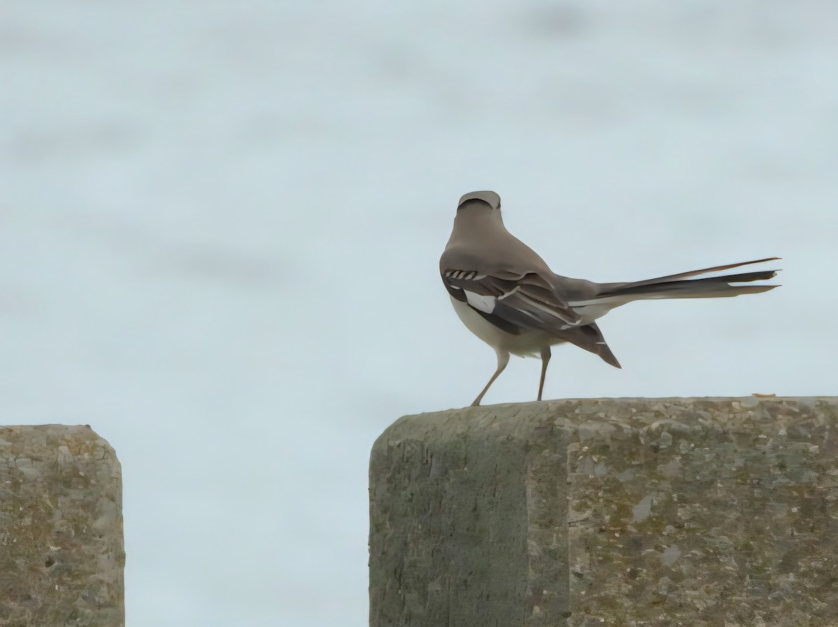 Northern Mockingbird - ML636263608