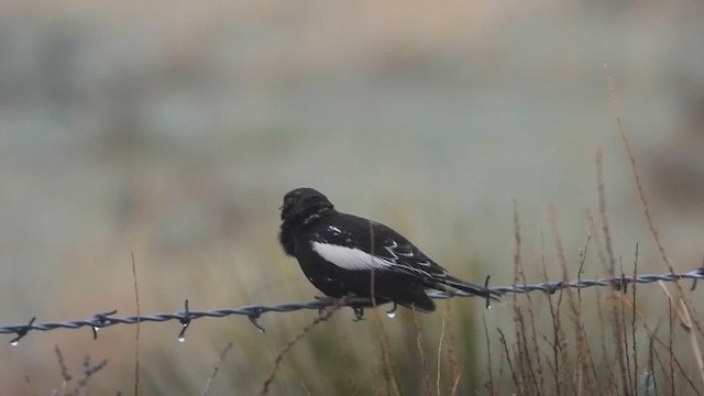 Lark Bunting - ML636263614