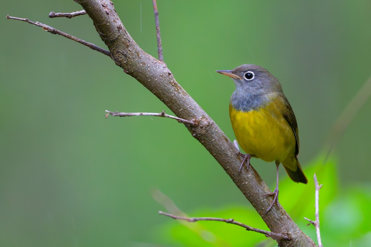 Connecticut Warbler - ML636263618