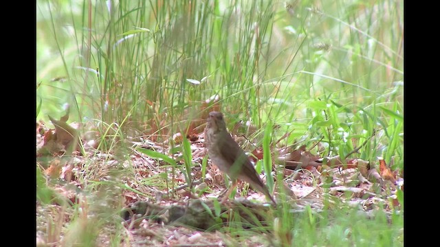 Gray-cheeked Thrush - ML636263639