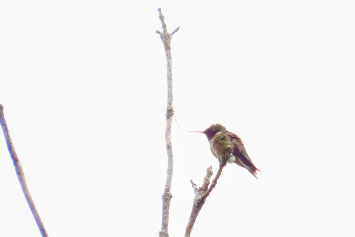 Ruby-throated Hummingbird - ML636263660