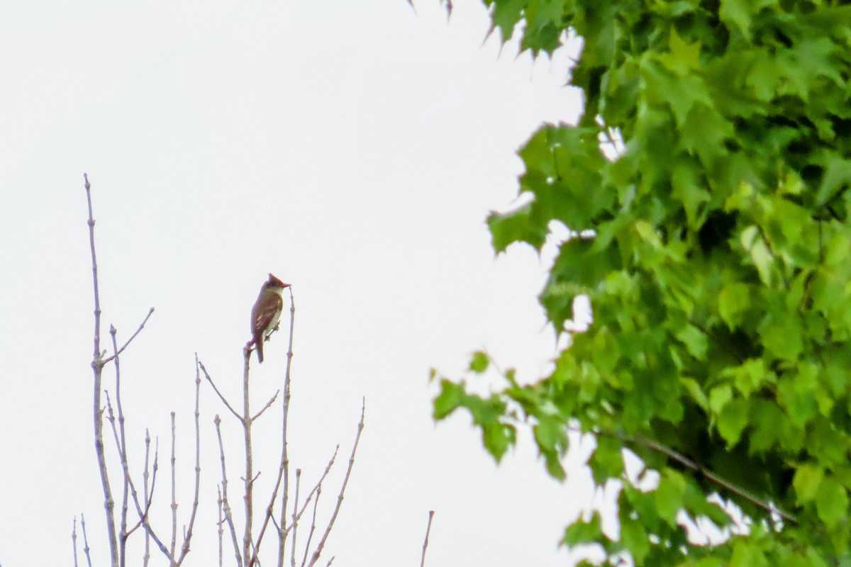 Olive-sided Flycatcher - ML636263666