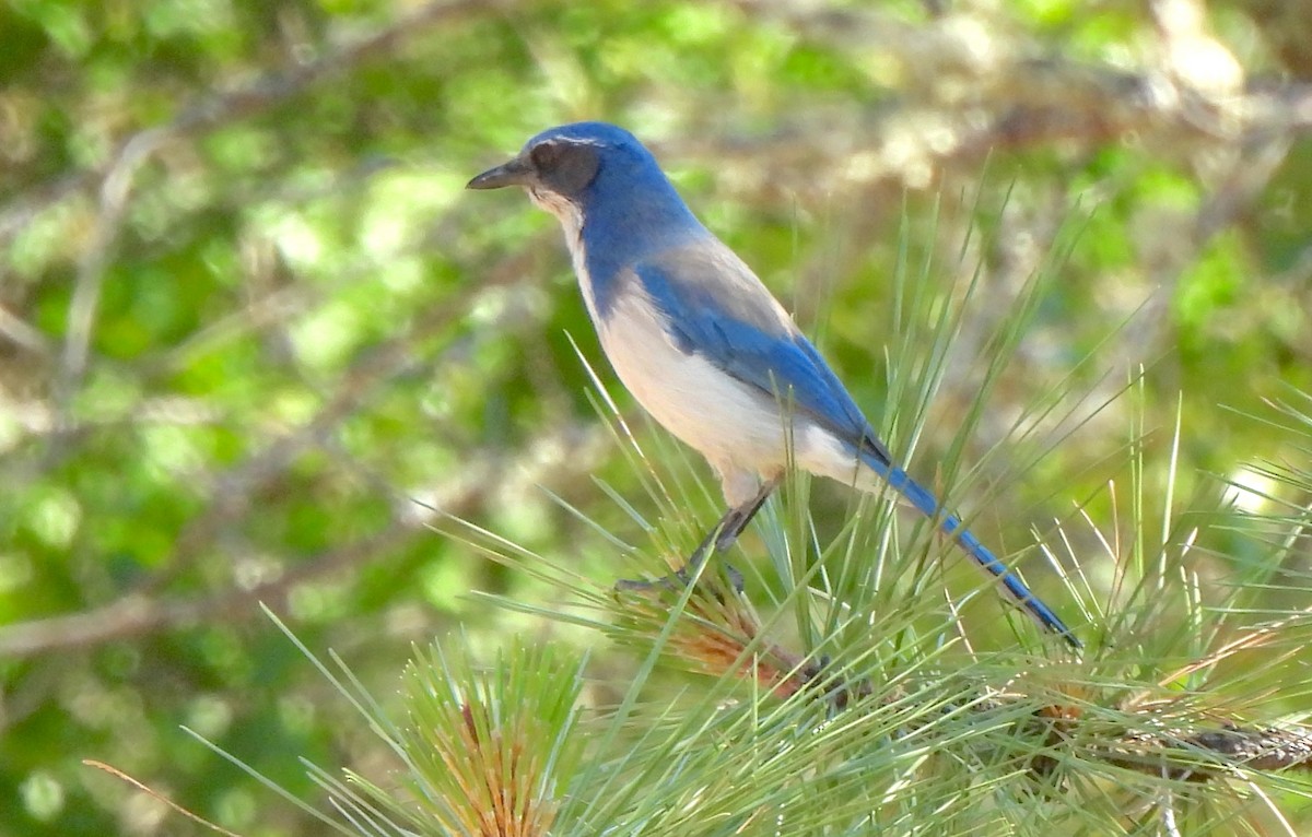 California Scrub-Jay - ML636263687