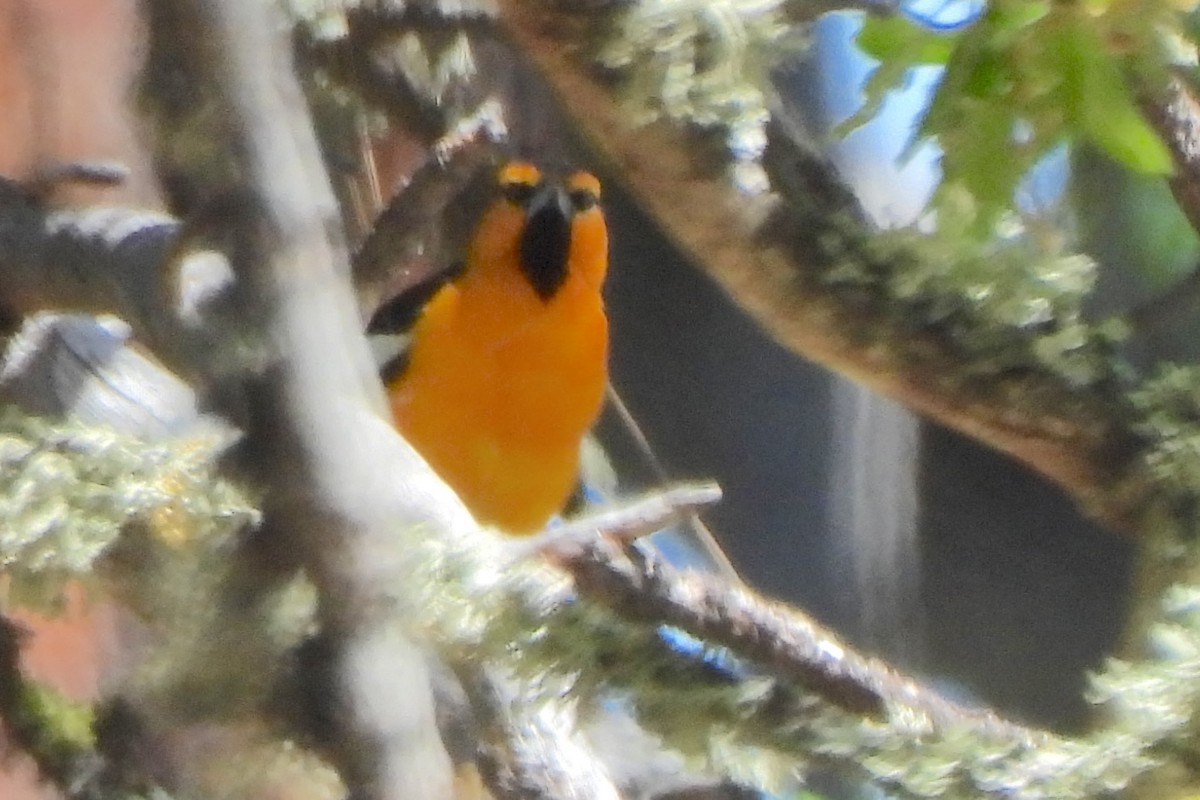 Bullock's Oriole - ML636263692