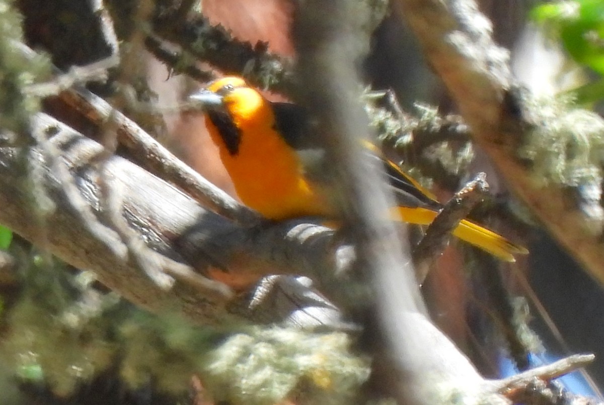 Bullock's Oriole - ML636263693