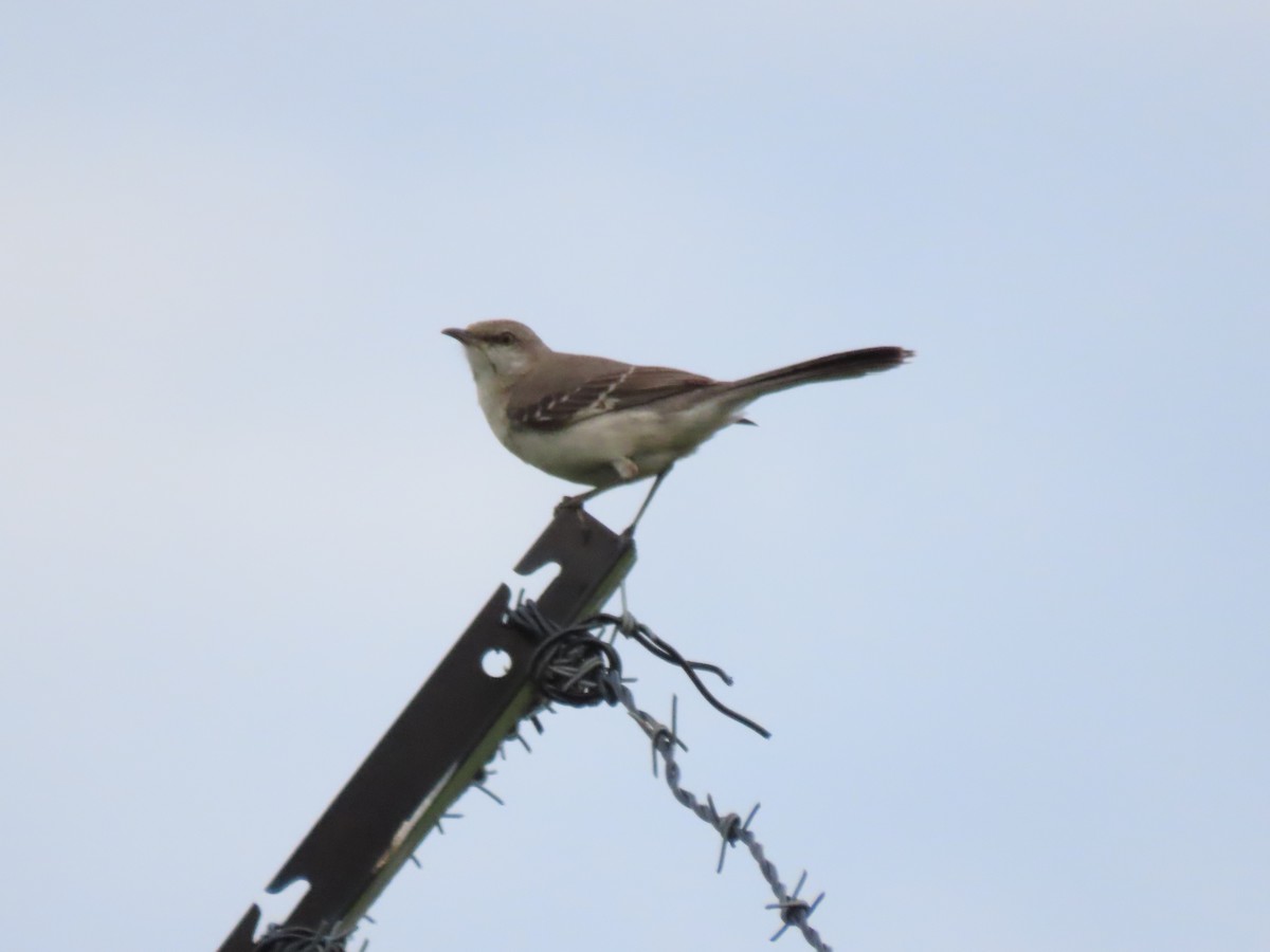 Northern Mockingbird - ML636263727