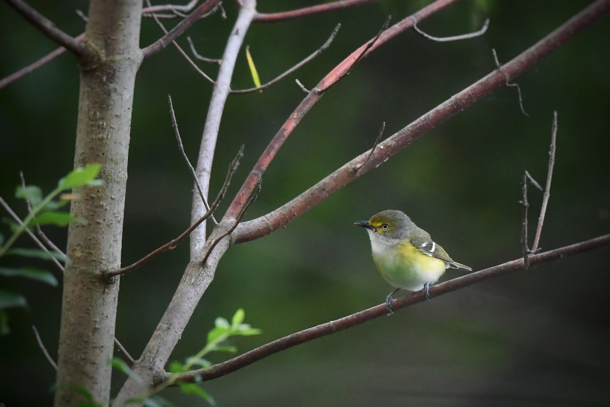 White-eyed Vireo - ML636263814