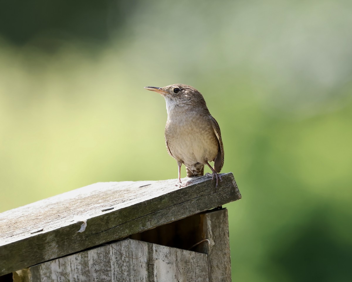 Northern House Wren - ML636263943