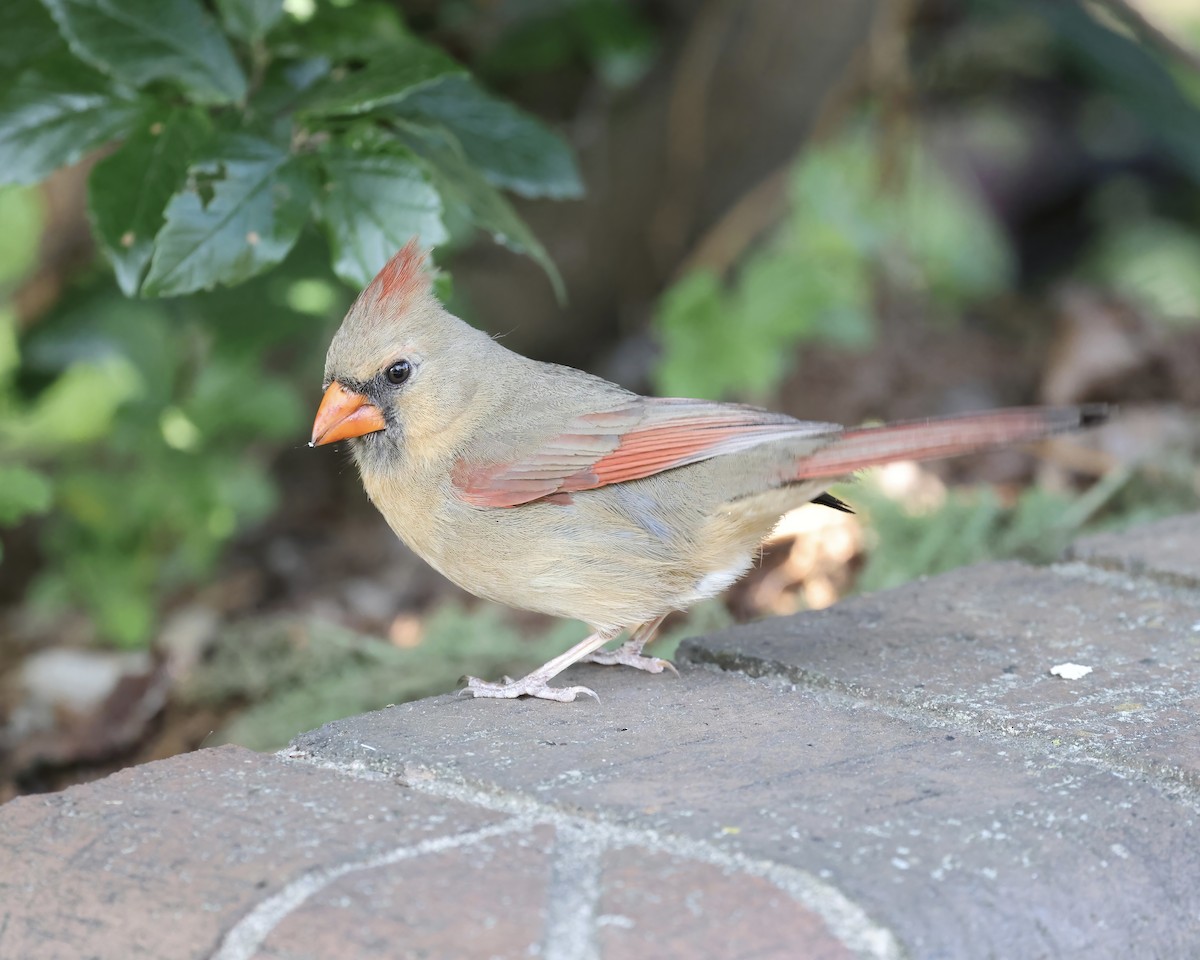 Northern Cardinal - ML636263962