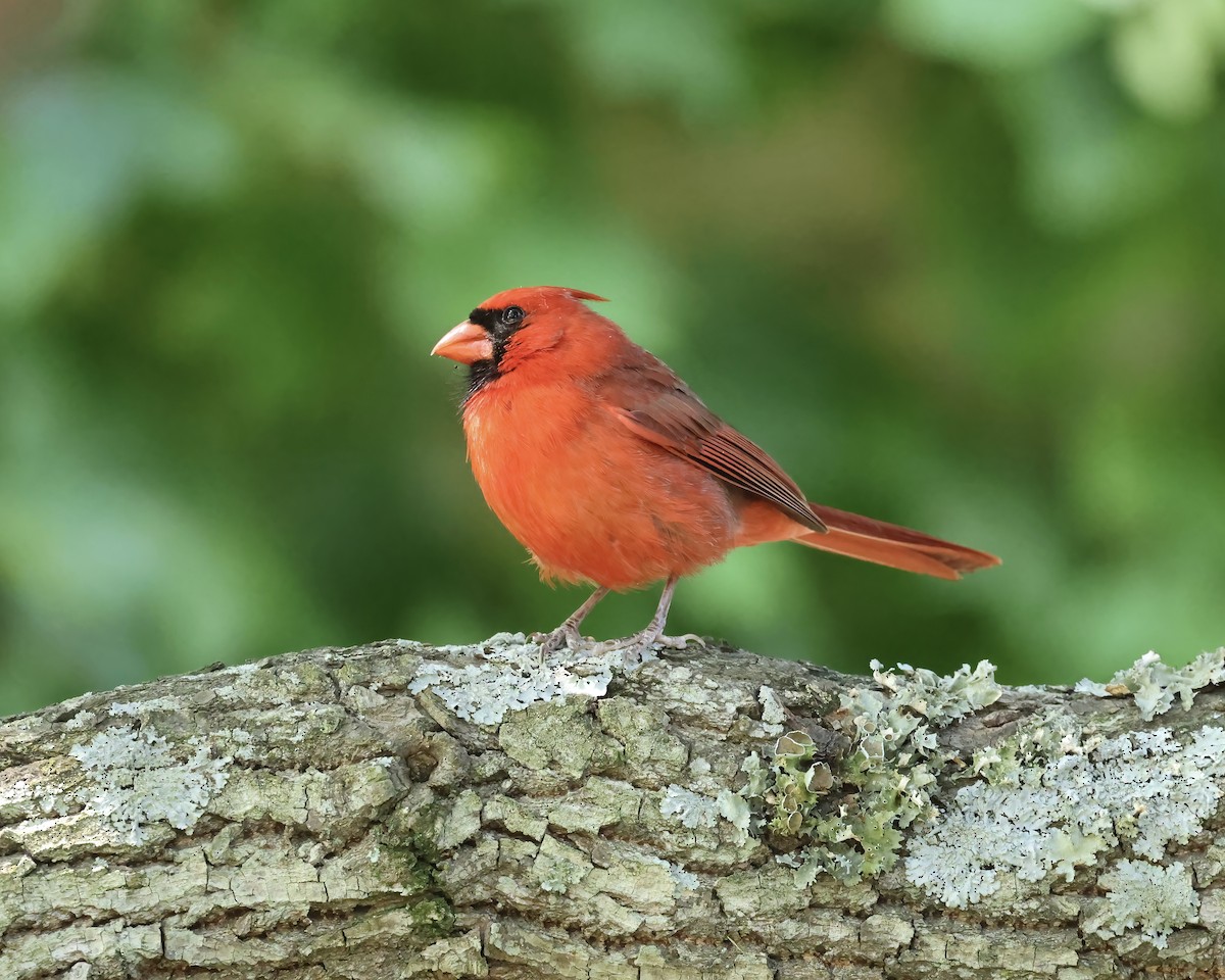 Northern Cardinal - ML636263963