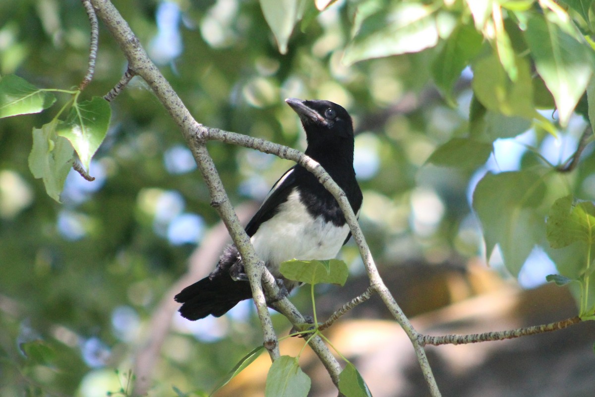 Mika iparramerikarra - ML636263977