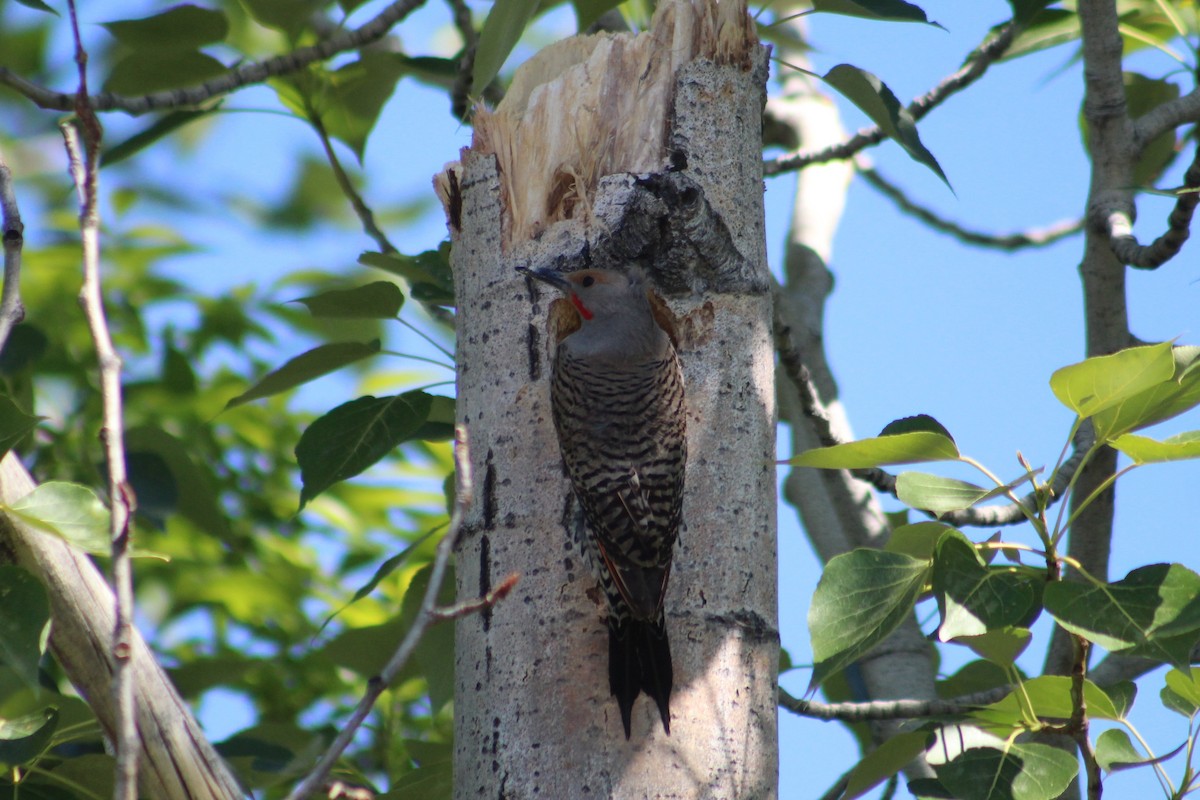 Northern Flicker (Red-shafted) - ML636263986