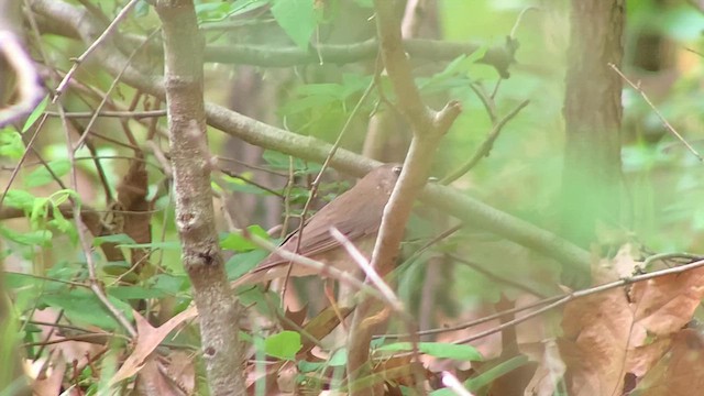 Gray-cheeked Thrush - ML636264052