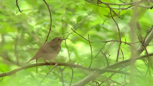 Swainson's Thrush - ML636264162