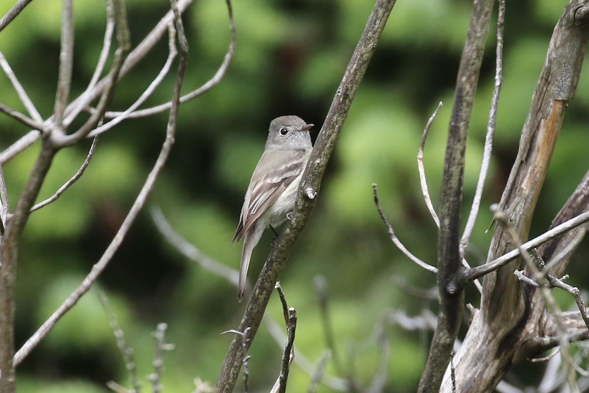 Hammond's Flycatcher - ML636264179