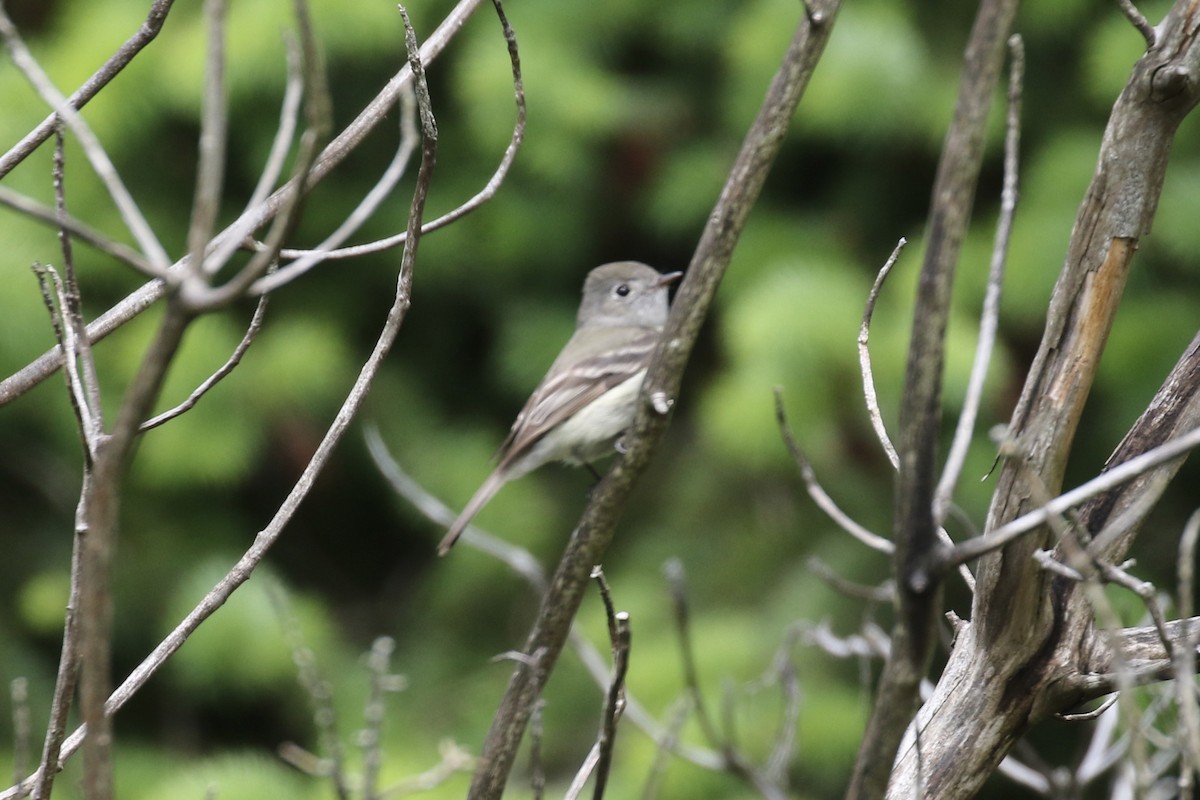 Hammond's Flycatcher - ML636264180