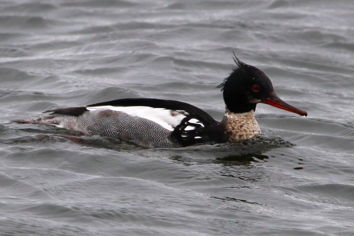 Red-breasted Merganser - ML636264212