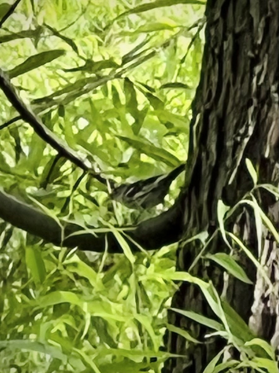 Black-and-white Warbler - ML636264226