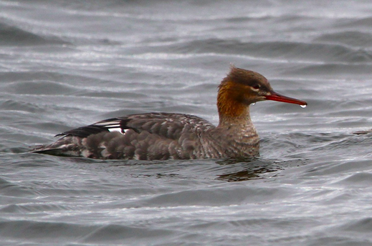 Red-breasted Merganser - ML636264230