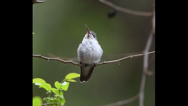 White-bellied Hummingbird - ML636264250