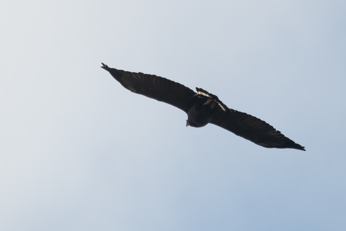 Solitary Eagle - ML636264308