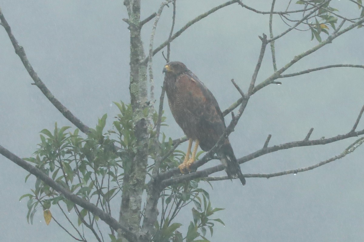 Savannenbussard - ML636264345