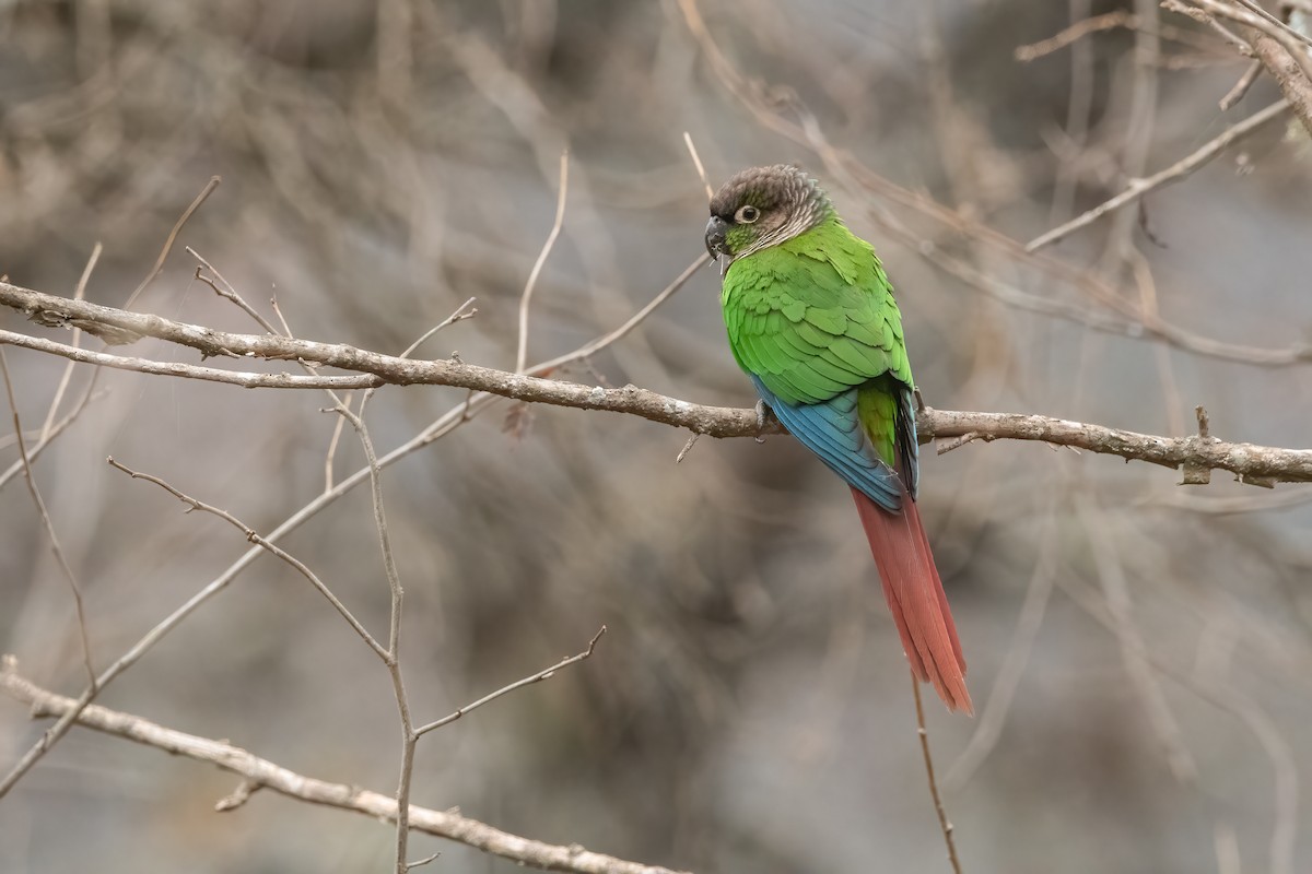 Green-cheeked Parakeet - ML636264349