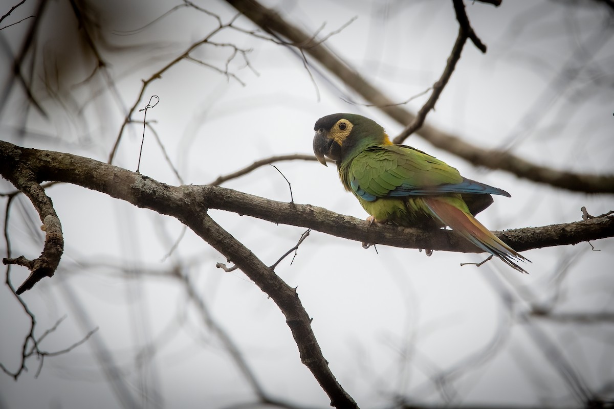 Yellow-collared Macaw - ML636264358