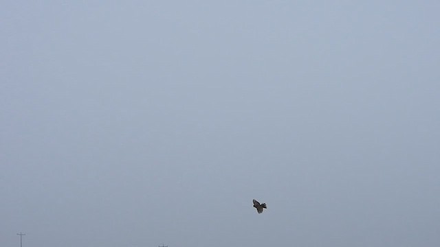 Cassin's Sparrow - ML636264360