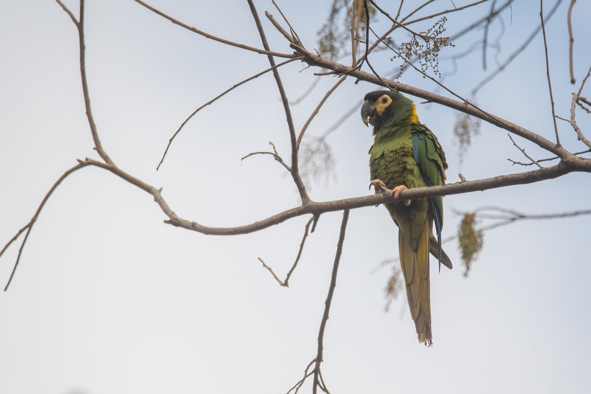 Yellow-collared Macaw - ML636264365
