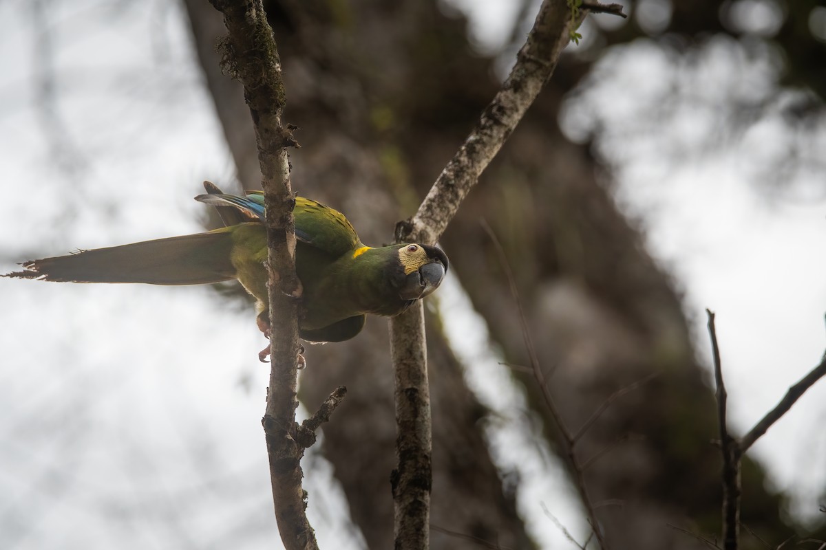 Yellow-collared Macaw - ML636264366