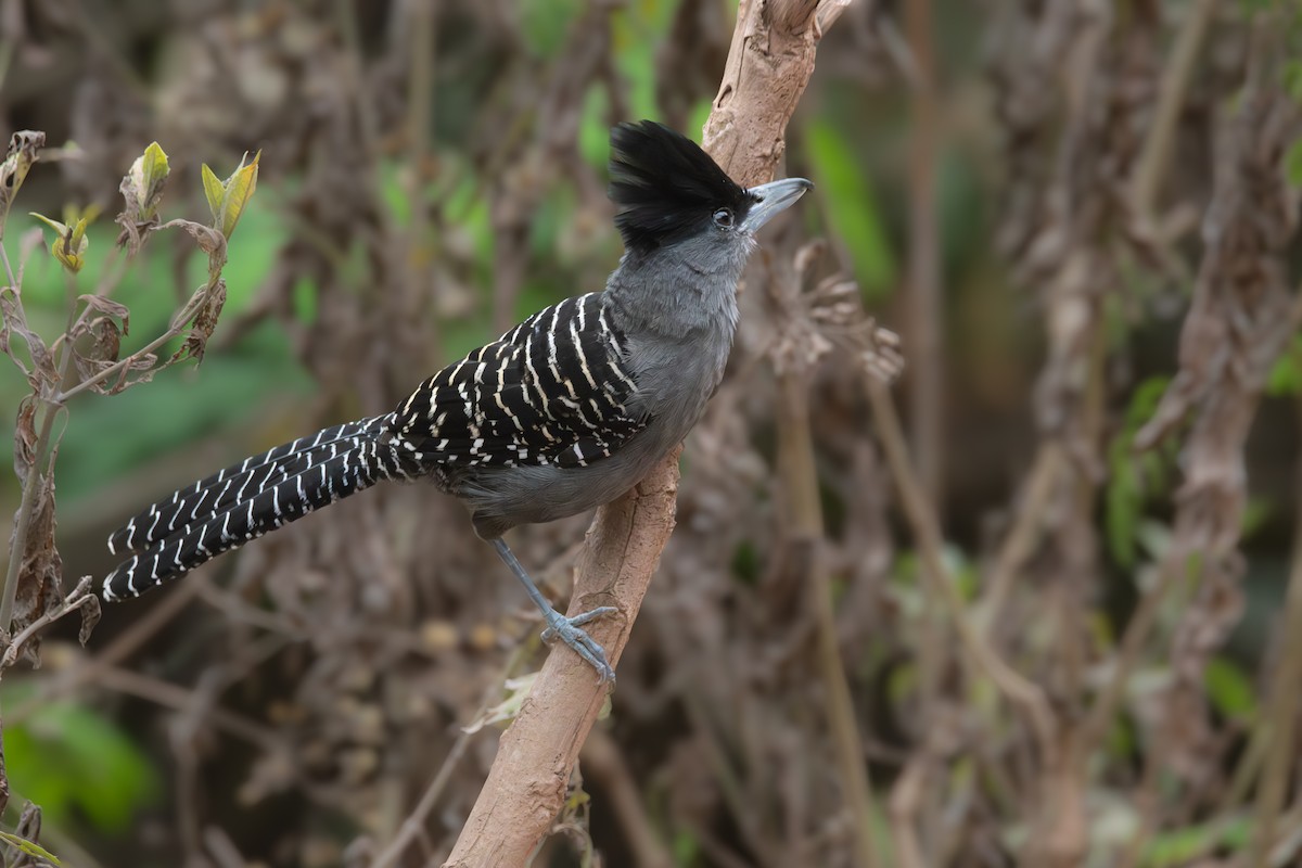 Giant Antshrike - ML636264390