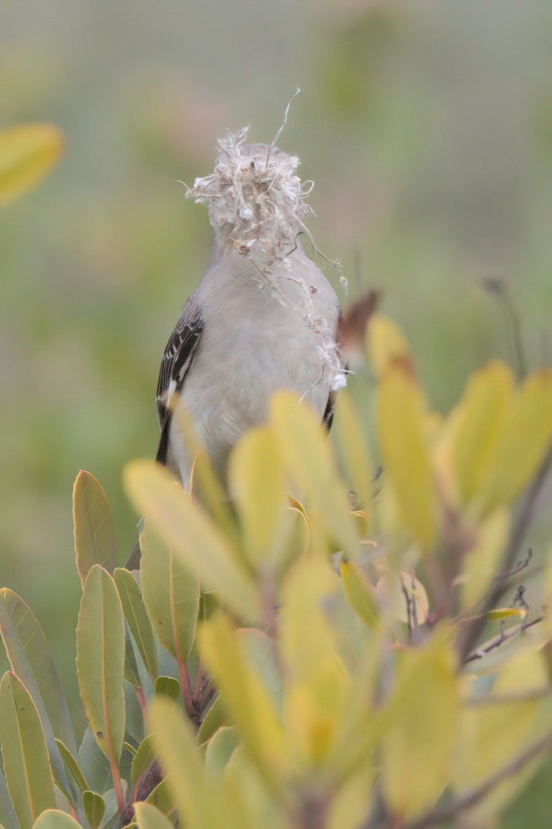 Northern Mockingbird - ML636264425