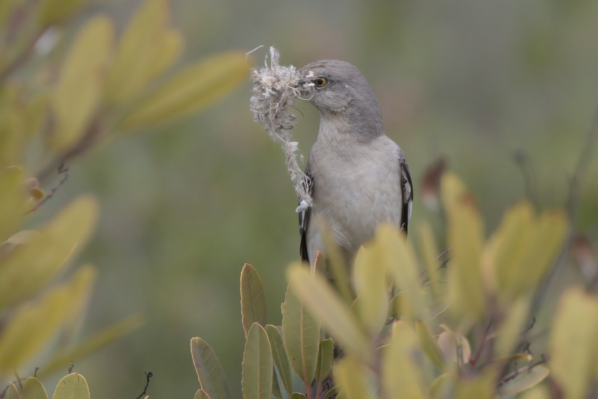 Northern Mockingbird - ML636264427