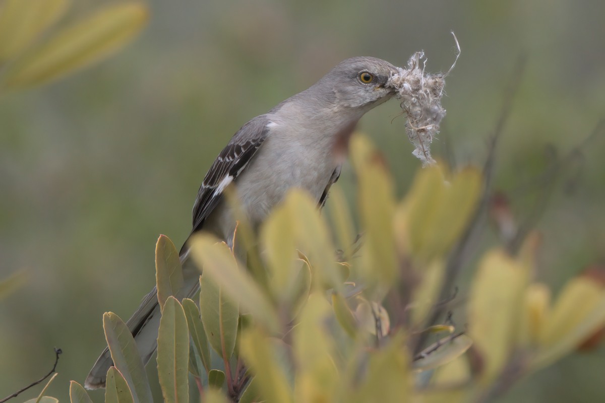 Northern Mockingbird - ML636264428
