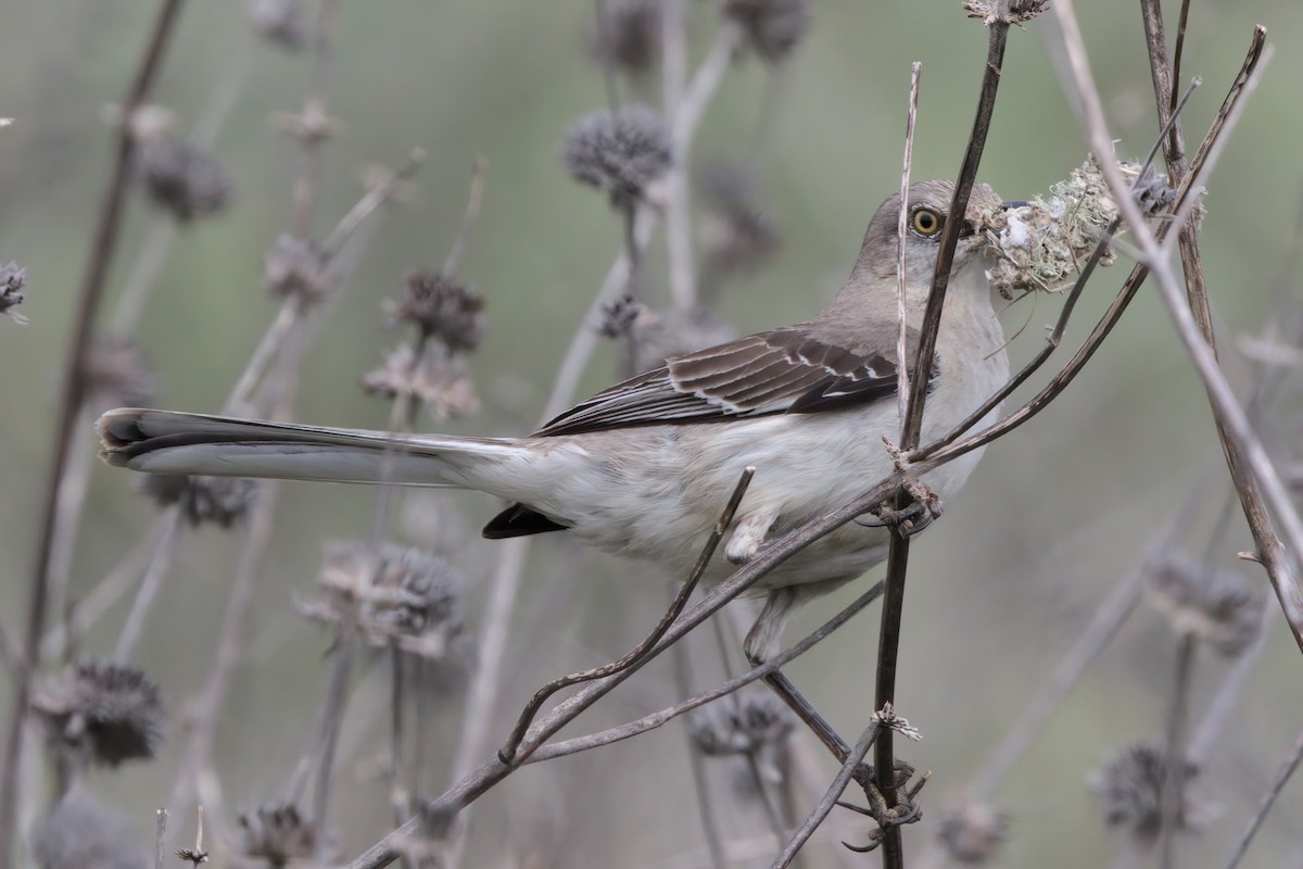 Northern Mockingbird - ML636264429