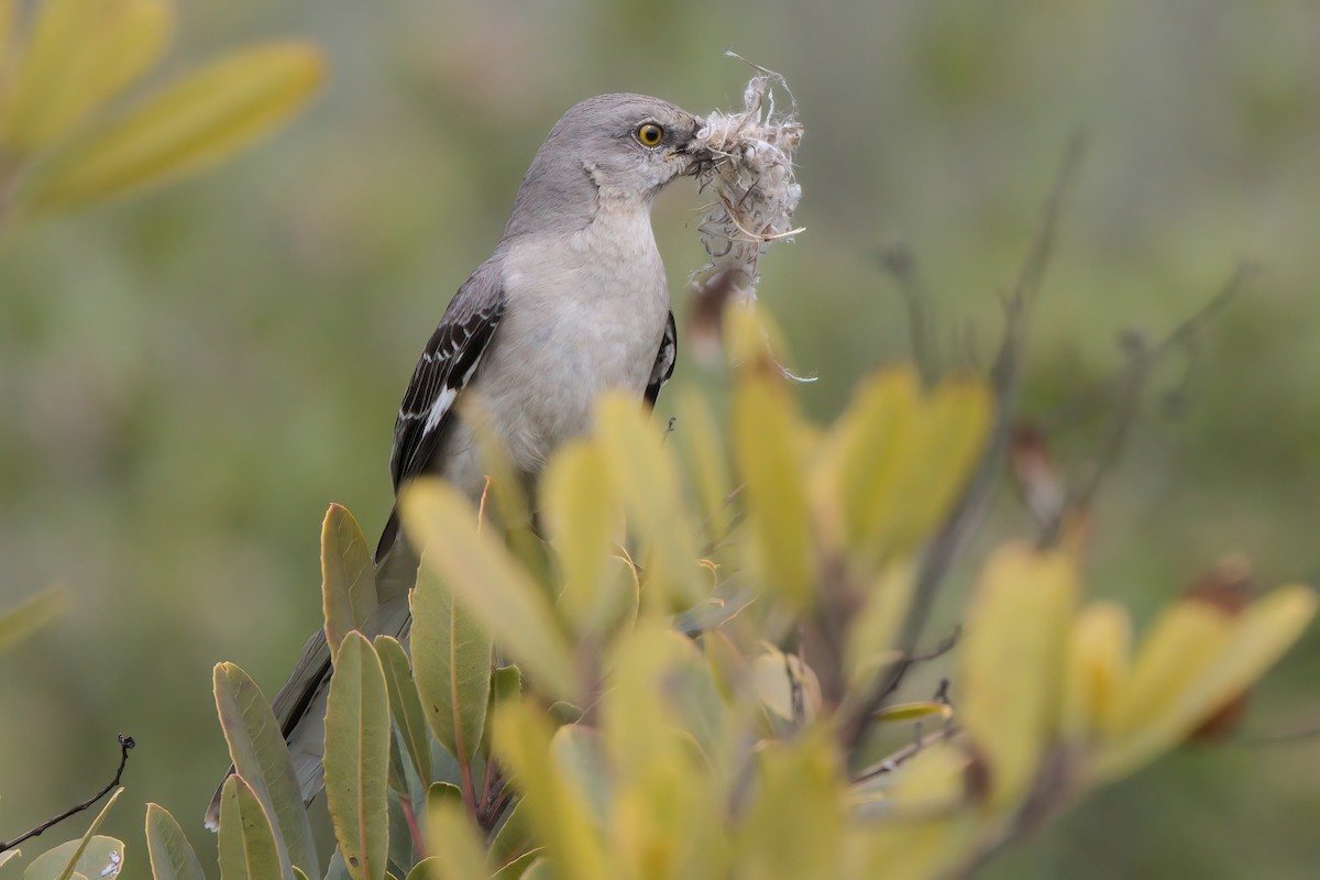 Northern Mockingbird - ML636264430
