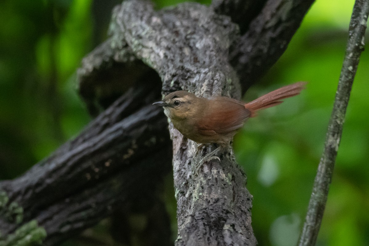 Ochre-cheeked Spinetail - ML636264440