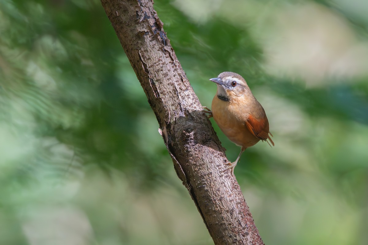 Ochre-cheeked Spinetail - ML636264441