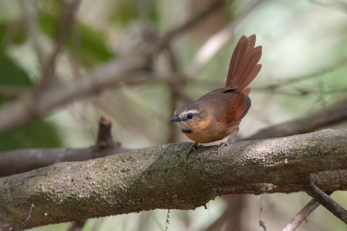 Ochre-cheeked Spinetail - ML636264442