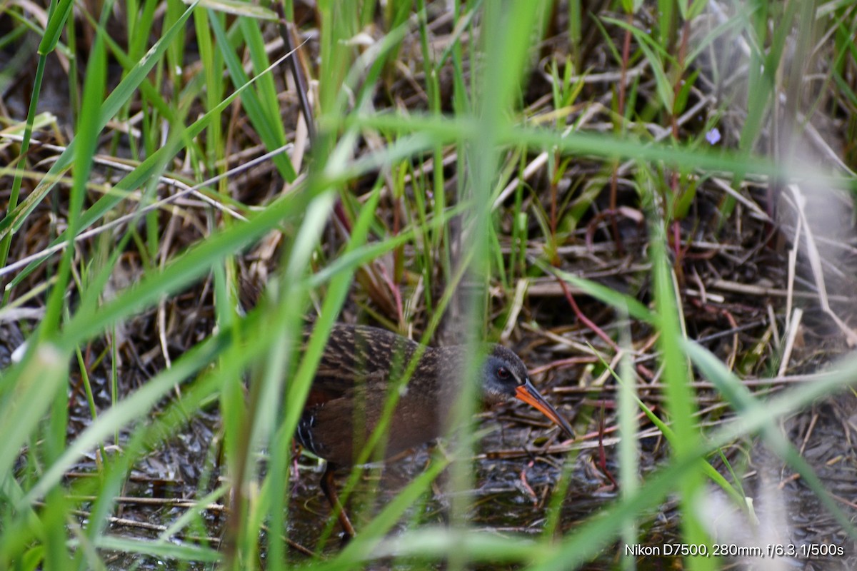 Virginia Rail - ML636264589