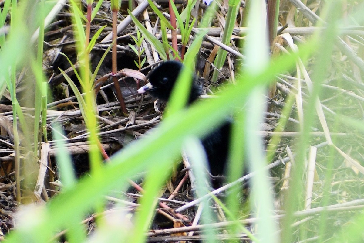 Virginia Rail - ML636264590