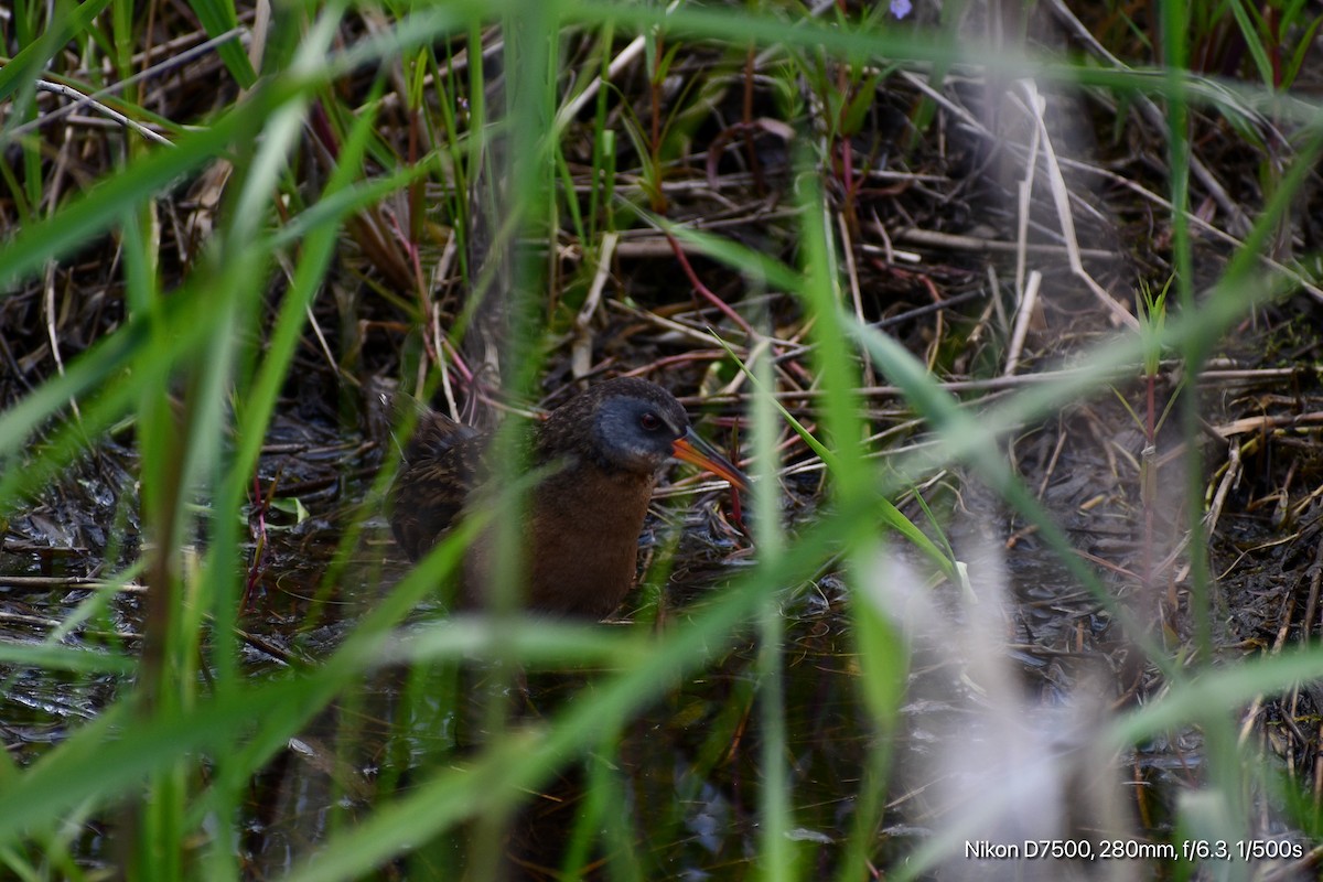 Virginia Rail - ML636264591