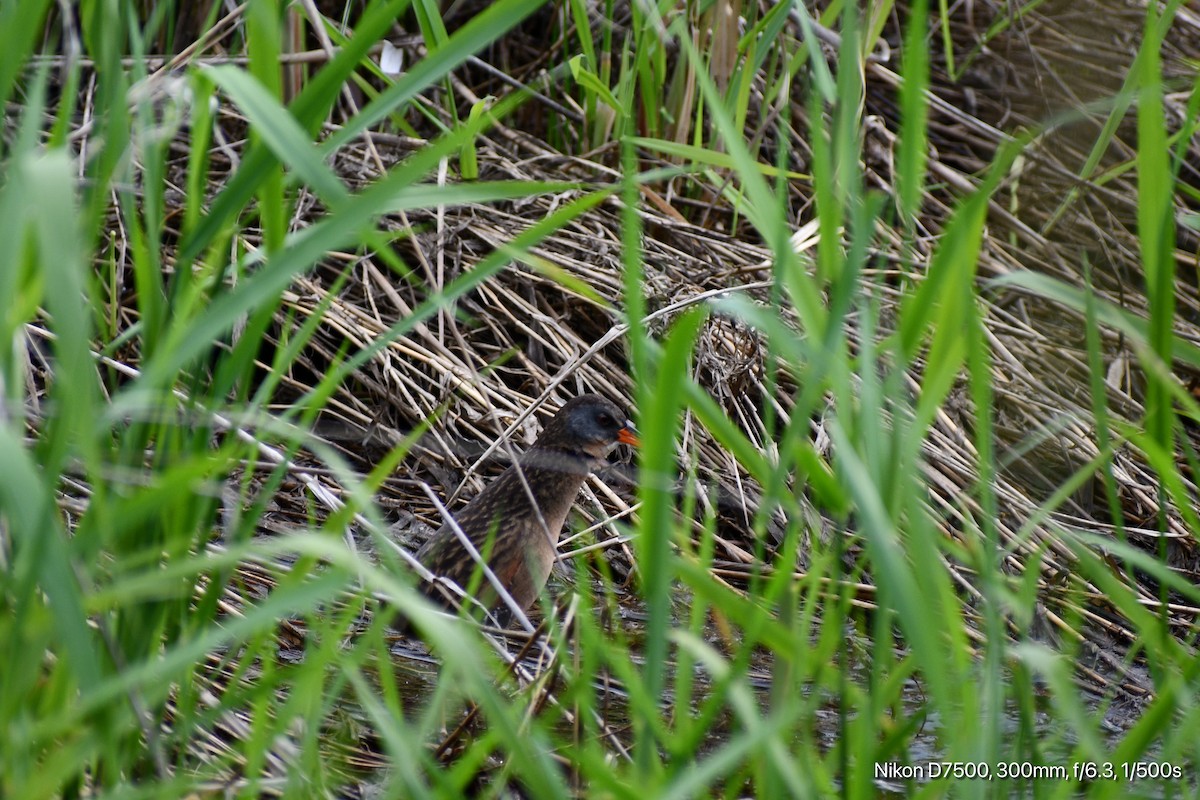 Virginia Rail - ML636264592