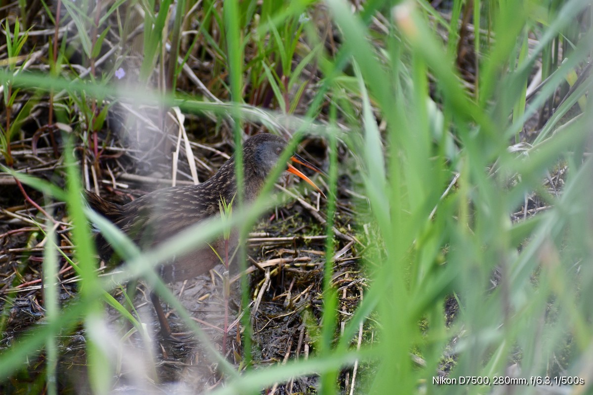 Virginia Rail - ML636264593