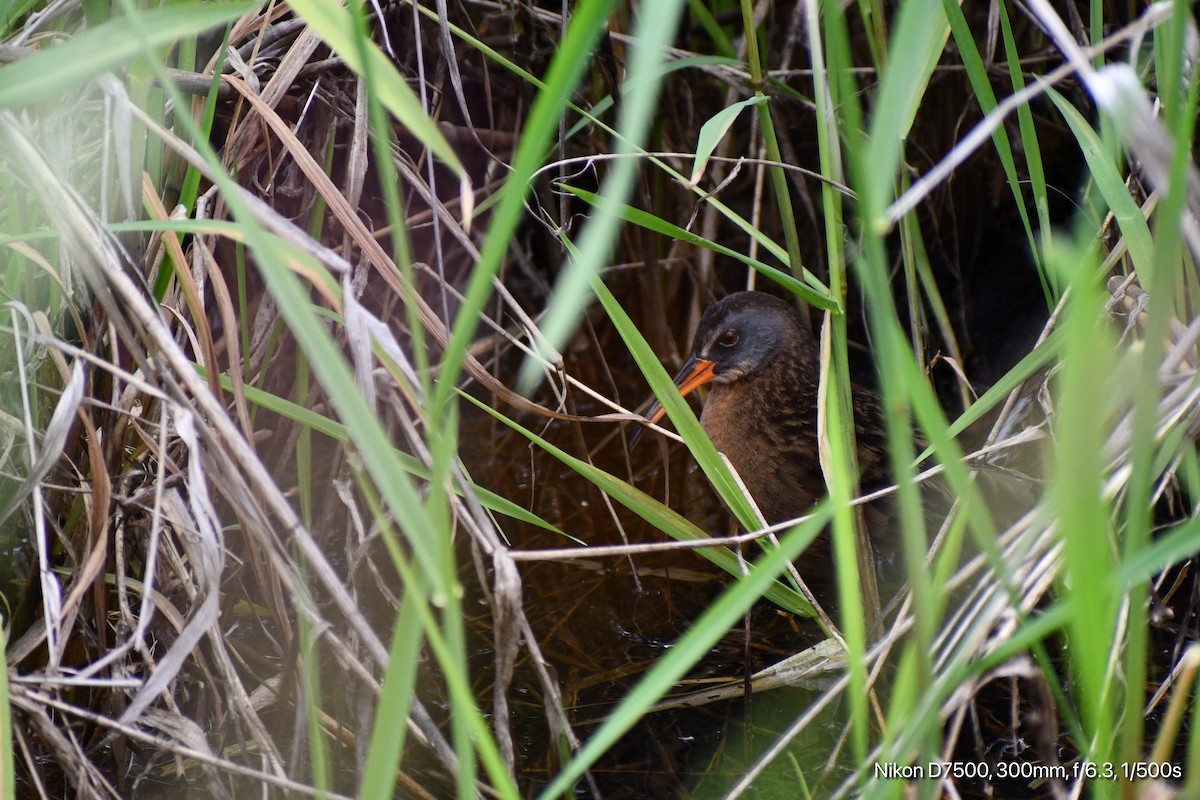 Virginia Rail - ML636264594