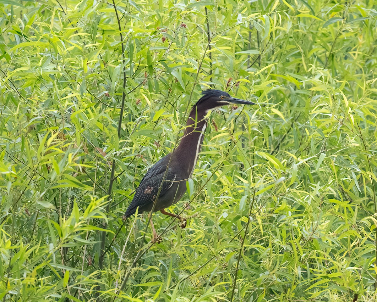 Green Heron - ML636264630