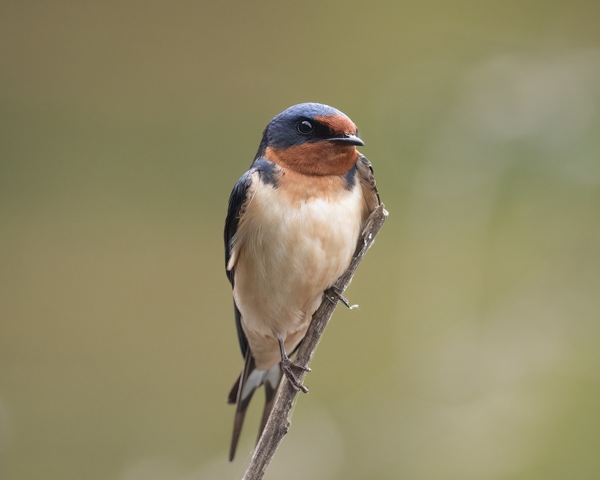 Barn Swallow - ML636264657